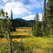 Paradise Meadows in Strathcona Provincial Park